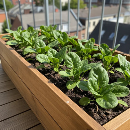 Seaside Spinach Seeds for Home Garden