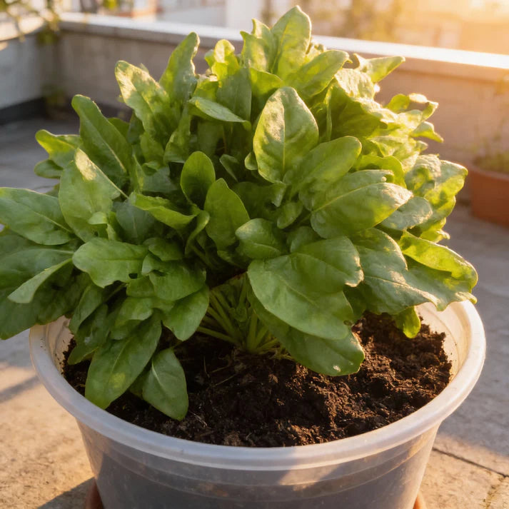 Sorrel Seeds for Home Garden