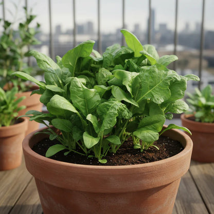 Perpetual Spinach Beet Seeds for Home Garden