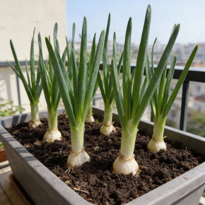 Leek Stamford Seeds for Home Garden Planting