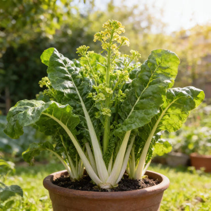 Fordhook Giant Spinach Seeds for Home Garden