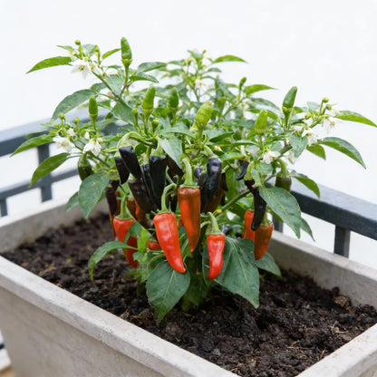 Hot Pepper Gusto Purple Seeds for Home Garden