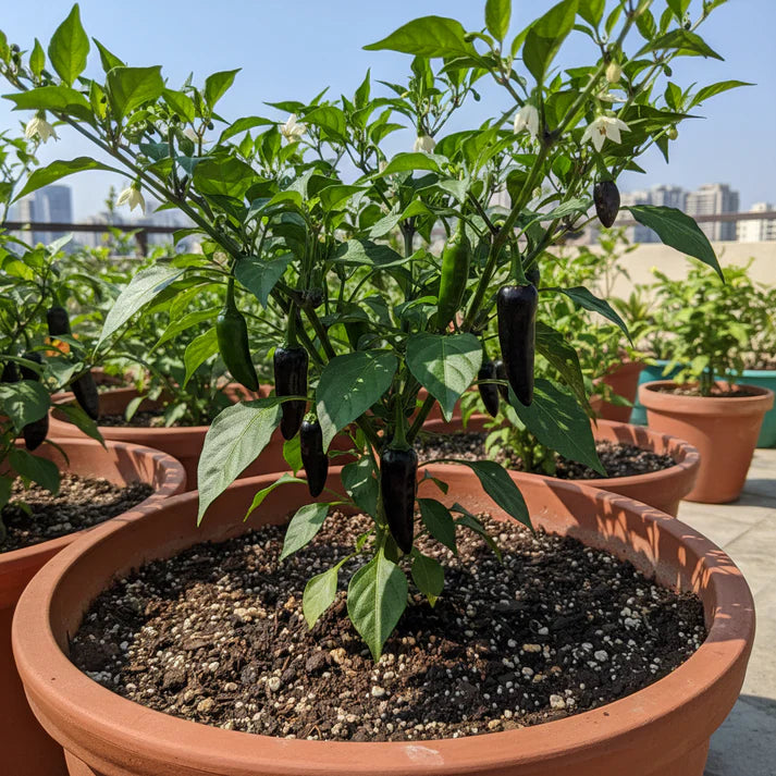 Hot Pepper Pot Black Seeds for Home Garden