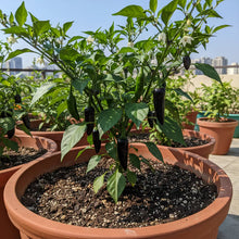 Hot Pepper Pot Black Seeds for Home Garden