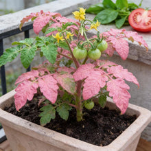 Tomato Chefs Choice Pink F1 Seeds for Home Garden