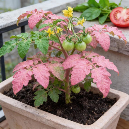 Tomato Chefs Choice Pink F1 Seeds for Home Garden