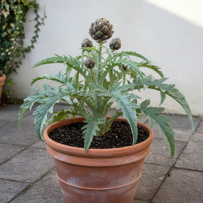 Artichoke Green Purple Seeds for Home Garden