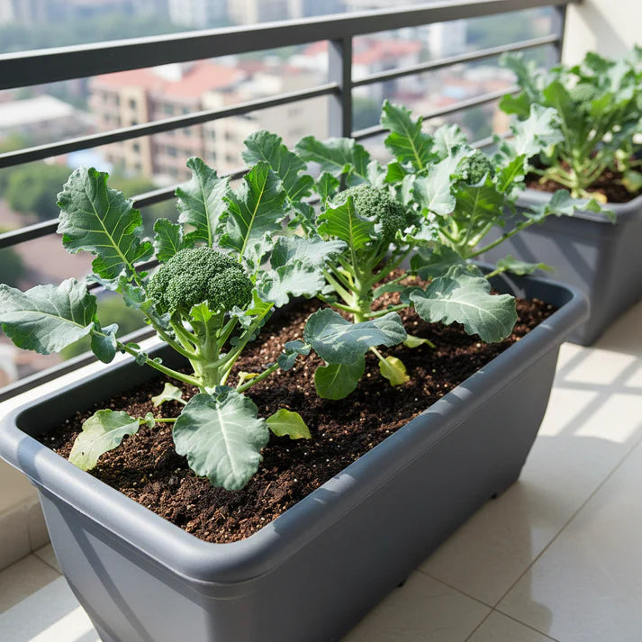 Marvel F1 Broccoli Hybrid Seeds for Home Garden