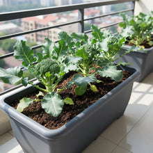 Marvel F1 Broccoli Hybrid Seeds for Home Garden