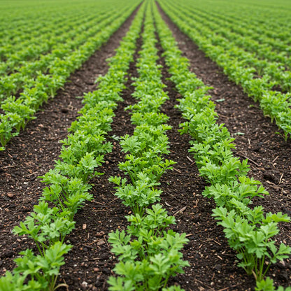 Parsnip Imperial Crown Vegetable Seeds for Planting