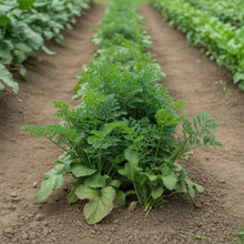 Gladiator F1 Parsnip Vegetable Seeds for Planting