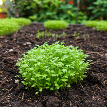 Garden Cress Seeds for Planting