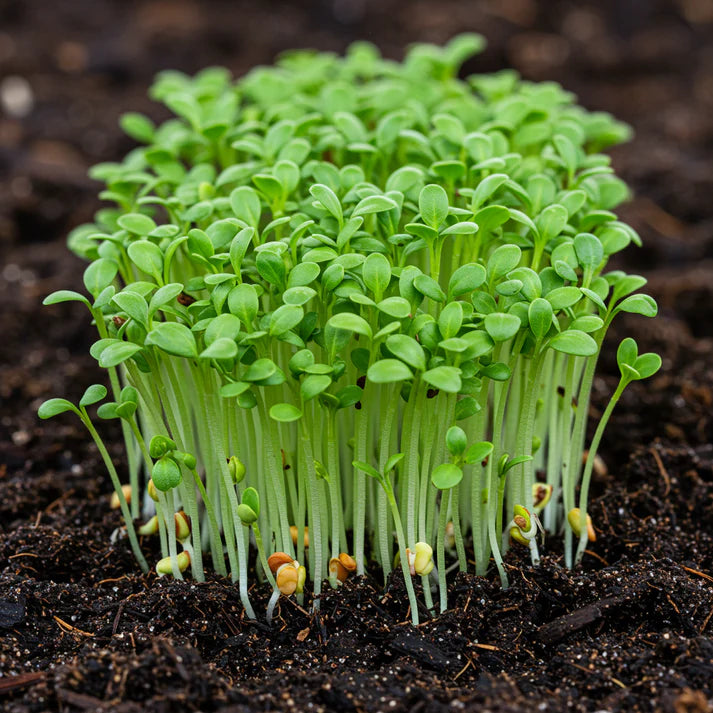 Garden Cress Seeds for Planting