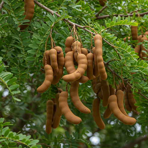 Tamarindus indica Seeds – Exotic Tamarind Fruit Tree Seeds for Home Gardens