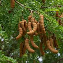 Tamarindus indica Seeds – Exotic Tamarind Fruit Tree Seeds for Home Gardens
