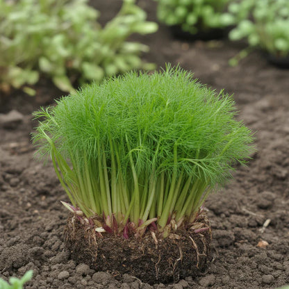 Frisée Endive Yellow Heart Seeds for Home Garden