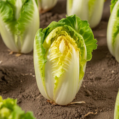 Frisée Endive Yellow Heart Seeds for Home Garden