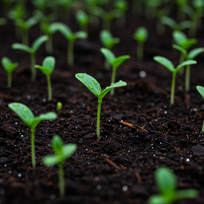 Premium Lettuce Lobjoit's Green Seeds