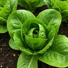 Premium Lettuce Lobjoit's Green Seeds