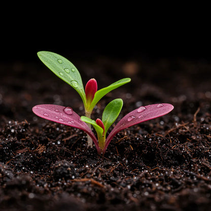 Red Veined Spinach Seeds for Home Garden