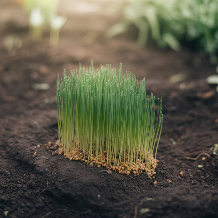 Brassica Juncea Seeds for Planting
