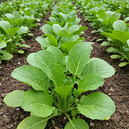 Brassica Juncea Seeds for Planting