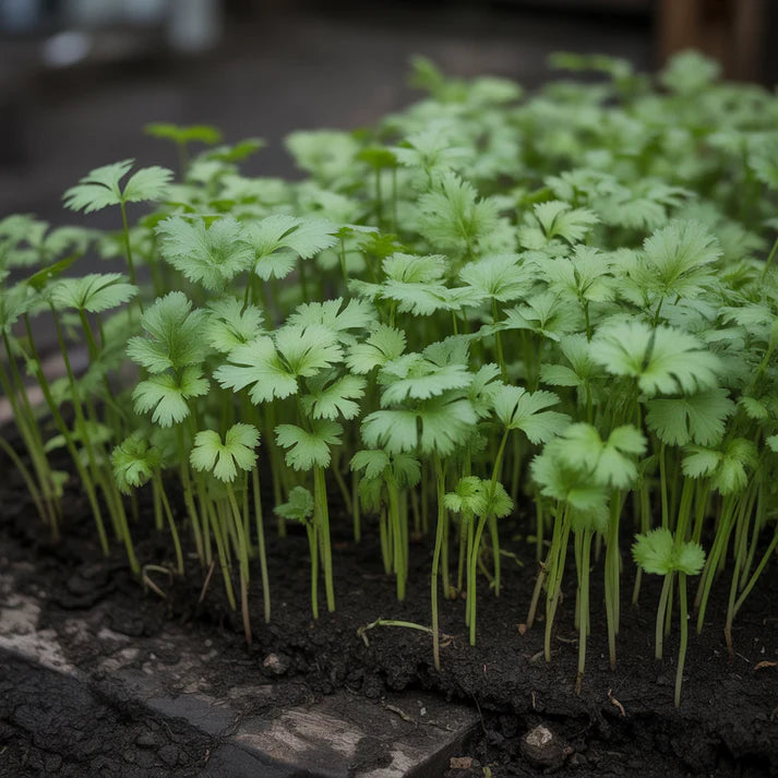 Long Standing Coriander Seeds for Planting