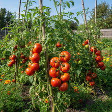 Tigerella Tomato Seeds – Heirloom Striped Tomato Seeds for Home Garden