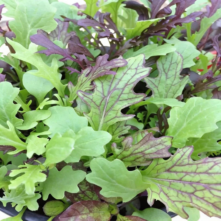 Salad Leaves Mustard Mix Seeds for Garden Planting