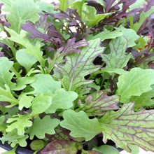 Salad Leaves Mustard Mix Seeds for Garden Planting