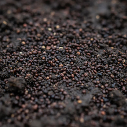 Amaranth Heirloom Mix Vegetable Seeds for Planting