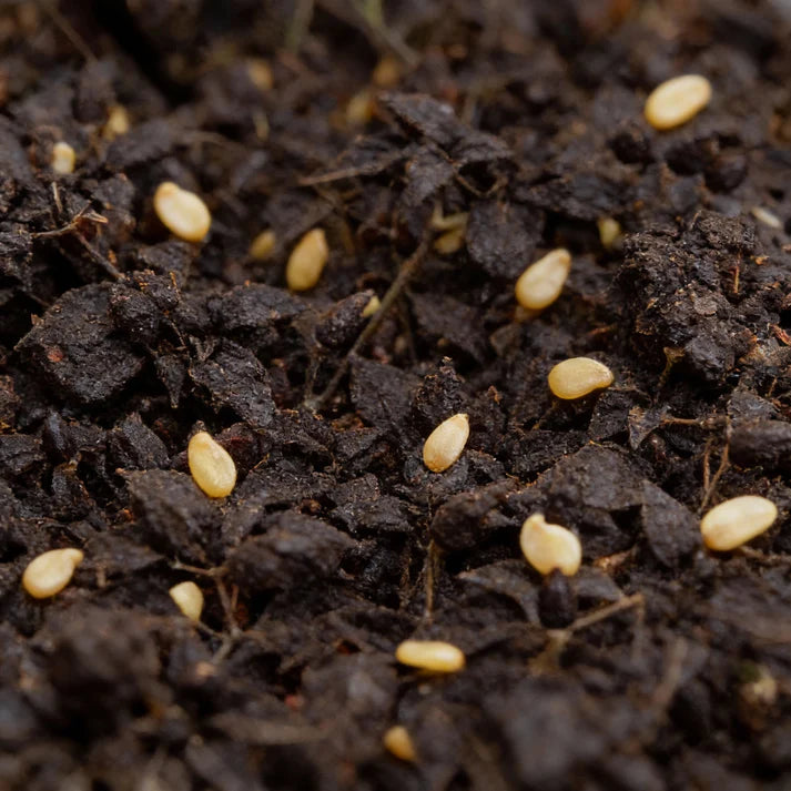 Ornamental Chili Choice Mixed Seeds for Planting