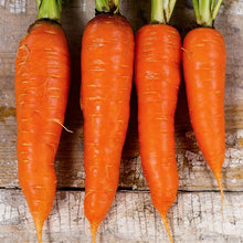 Shin Kuroda Carrot Seeds Heirloom Sweet Carrot Variety