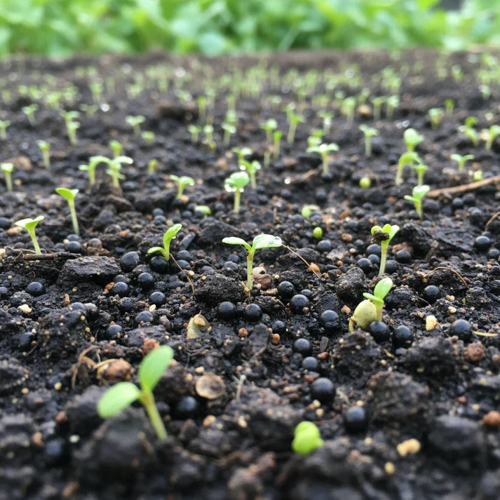Turnip Temari Vegetable Seeds for Planting