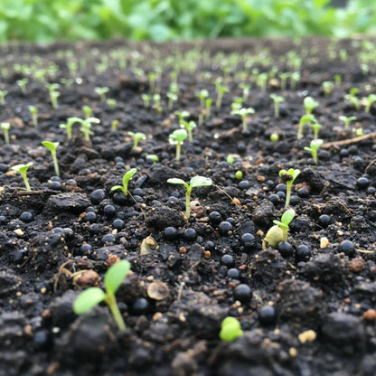 Turnip Temari Vegetable Seeds for Planting