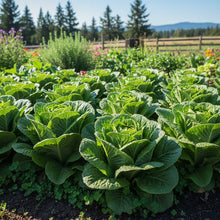 Great Lakes Lettuce Seeds for Home Garden