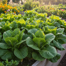 Gulley's Favorite Lettuce Seeds for Home Garden