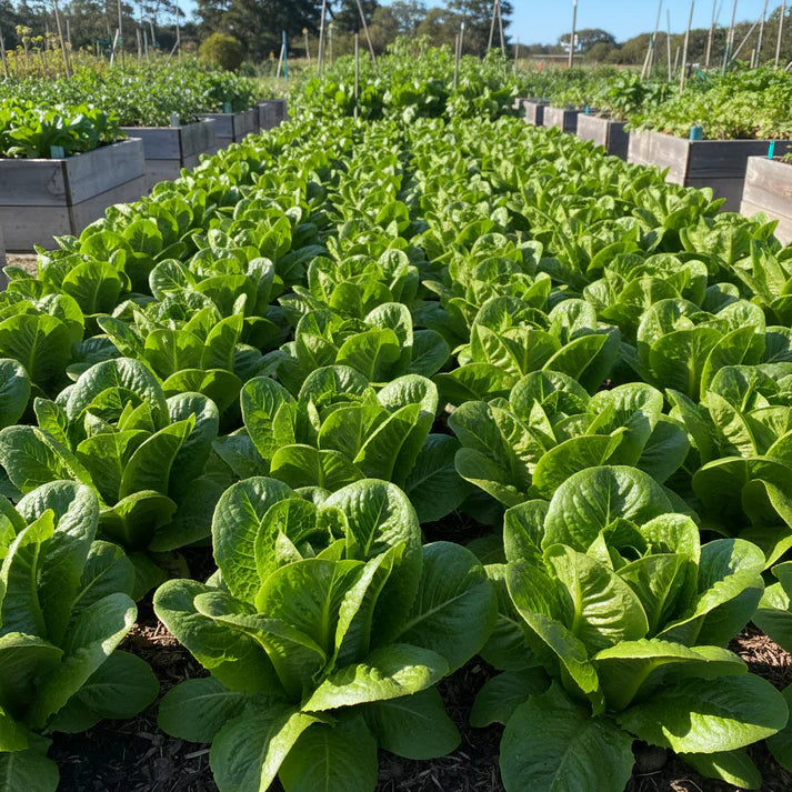 Little Gem Lettuce Seeds for Home Garden