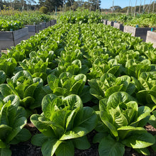 Little Gem Lettuce Seeds for Home Garden