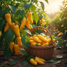 Pepper Caloro Seeds – Organic Heirloom Chili Pepper for Planting