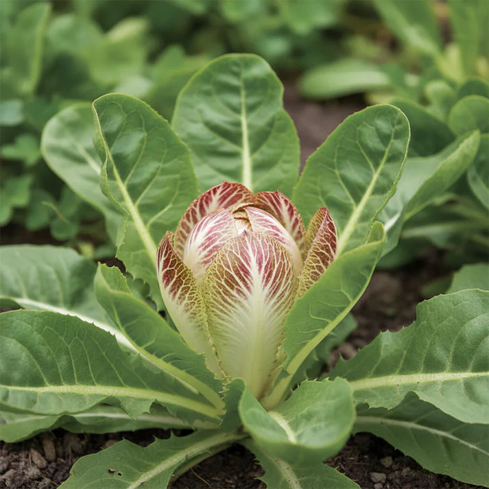 Chicory Cicoria de Chioggia Seeds