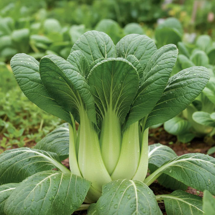 Pak Choi Da Cheong Chae F1 Seeds