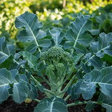 Broccoli Heirloom Mix Seeds for Home Garden