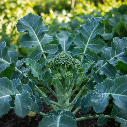 Broccoli Heirloom Mix Seeds for Home Garden