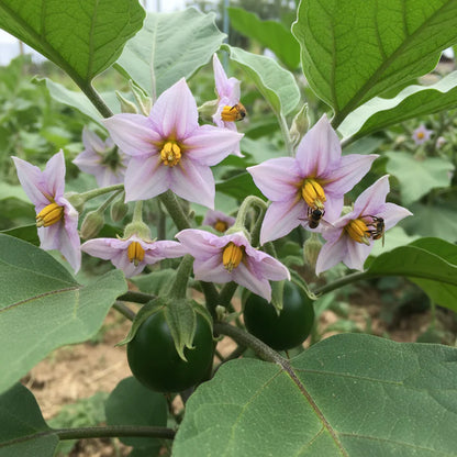 Japanese Kamo Eggplant Seeds – Eggplant Seeds for Home Garden