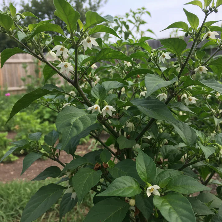 Jolokia Chocolate Brown Chilli Seeds – Chocolate Chilli Seeds for Home Garden