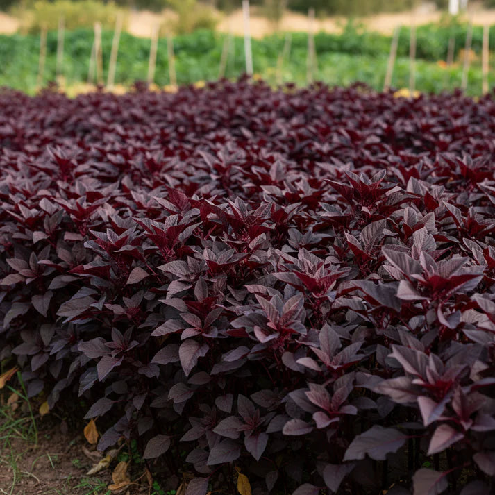 Midnight Red Amaranth Seeds for Home Garden