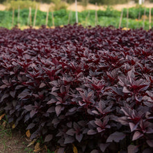 Midnight Red Amaranth Seeds for Home Garden