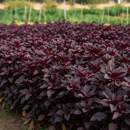 Midnight Red Amaranth Seeds for Home Garden