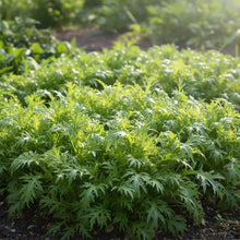Mizuna Heirloom Mix Seeds for Home Garden